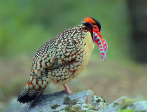 Tragopan caboti
