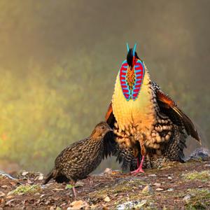 Tragopan caboti