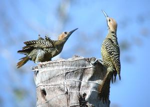 Colaptes fernandinae