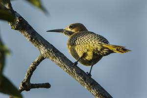 Colaptes fernandinae