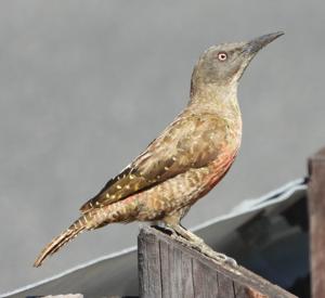 Geocolaptes olivaceus