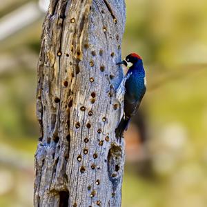 Melanerpes formicivorus