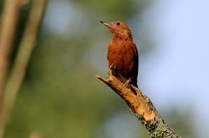 Micropternus brachyurus