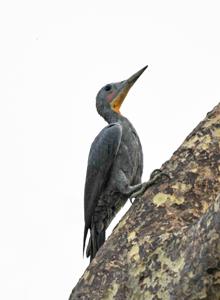 Mulleripicus pulverulentus