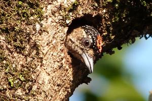 Picumnus albosquamatus