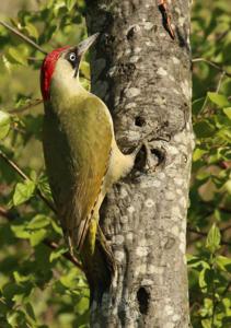 Picus viridis