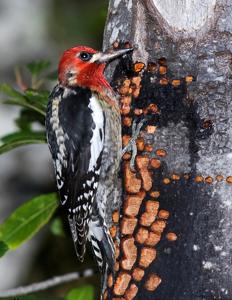 Sphyrapicus ruber