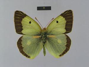 Colias chlorocoma