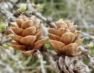 Larix laricina