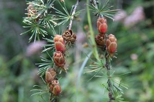 Larix laricina