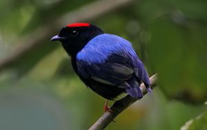 Chiroxiphia linearis