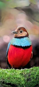 Erythropitta celebensis