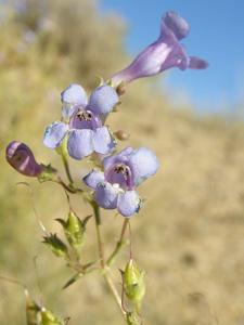 Penstemon gibbensii
