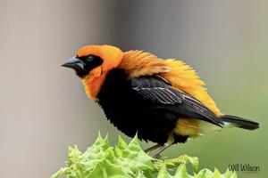 Euplectes hordeaceus