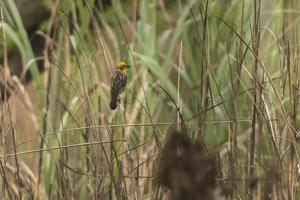 Ploceus megarhynchus