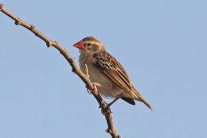 Quelea quelea aethiopica