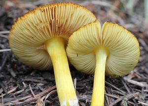Pluteus romellii