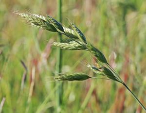 Bromus hordeaceus