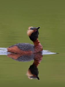 Podiceps auritus