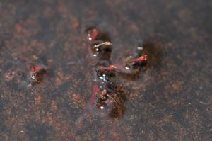 Polypleurum phuwuaense