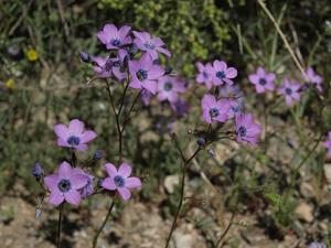 Gilia cana subsp. triceps