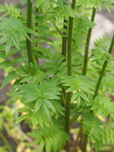 Polemonium caucasicum