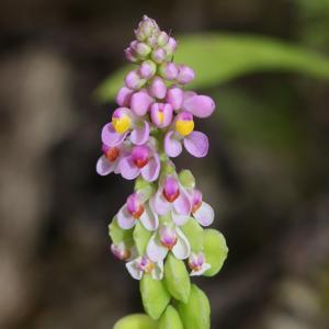 Polygala tatarinowii