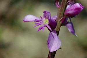 Polygala polygama