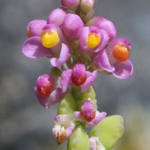 Polygala tatarinowii