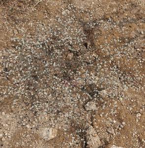 Eriogonum spergulinum