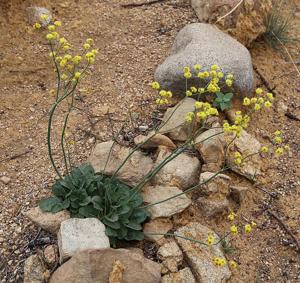 Eriogonum nudum var. westonii