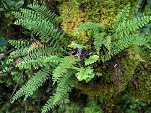 Adenophorus tamariscinus