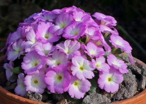 Primula allionii
