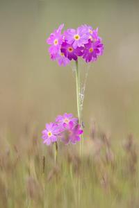 Primula farinosa