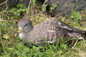 Calonectris diomedea