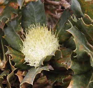 Banksia sessilis var. cordata
