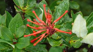 Embothrium coccineum