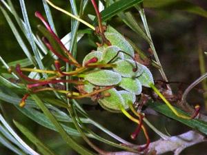Grevillea banksii
