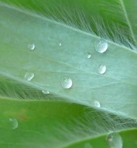 Leucadendron argenteum