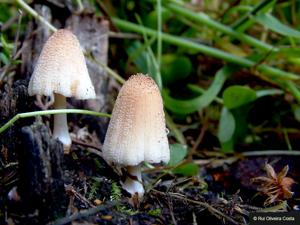 Coprinellus truncorum