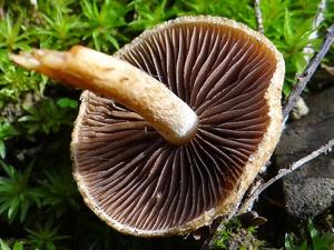 Lacrymaria lacrymabunda