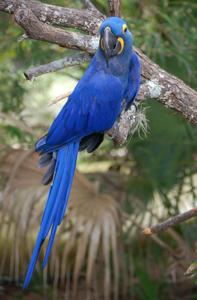 Anodorhynchus hyacinthinus