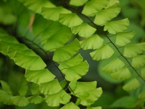 Adiantum caudatum