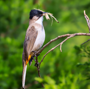 Pycnonotus xanthorrhous