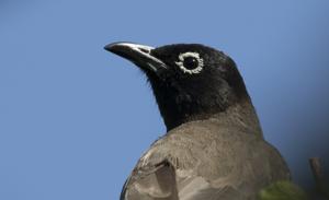 Pycnonotus xanthopygos