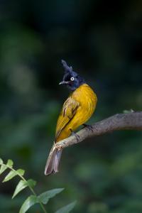 Rubigula flaviventris