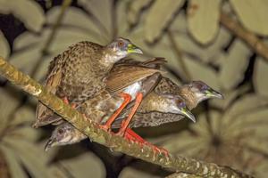 Himantornis haematopus