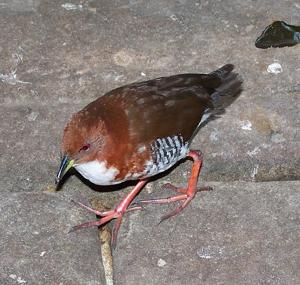 Laterallus leucopyrrhus