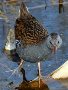 Rallus aquaticus