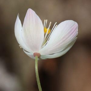 Dichocarpum stoloniferum